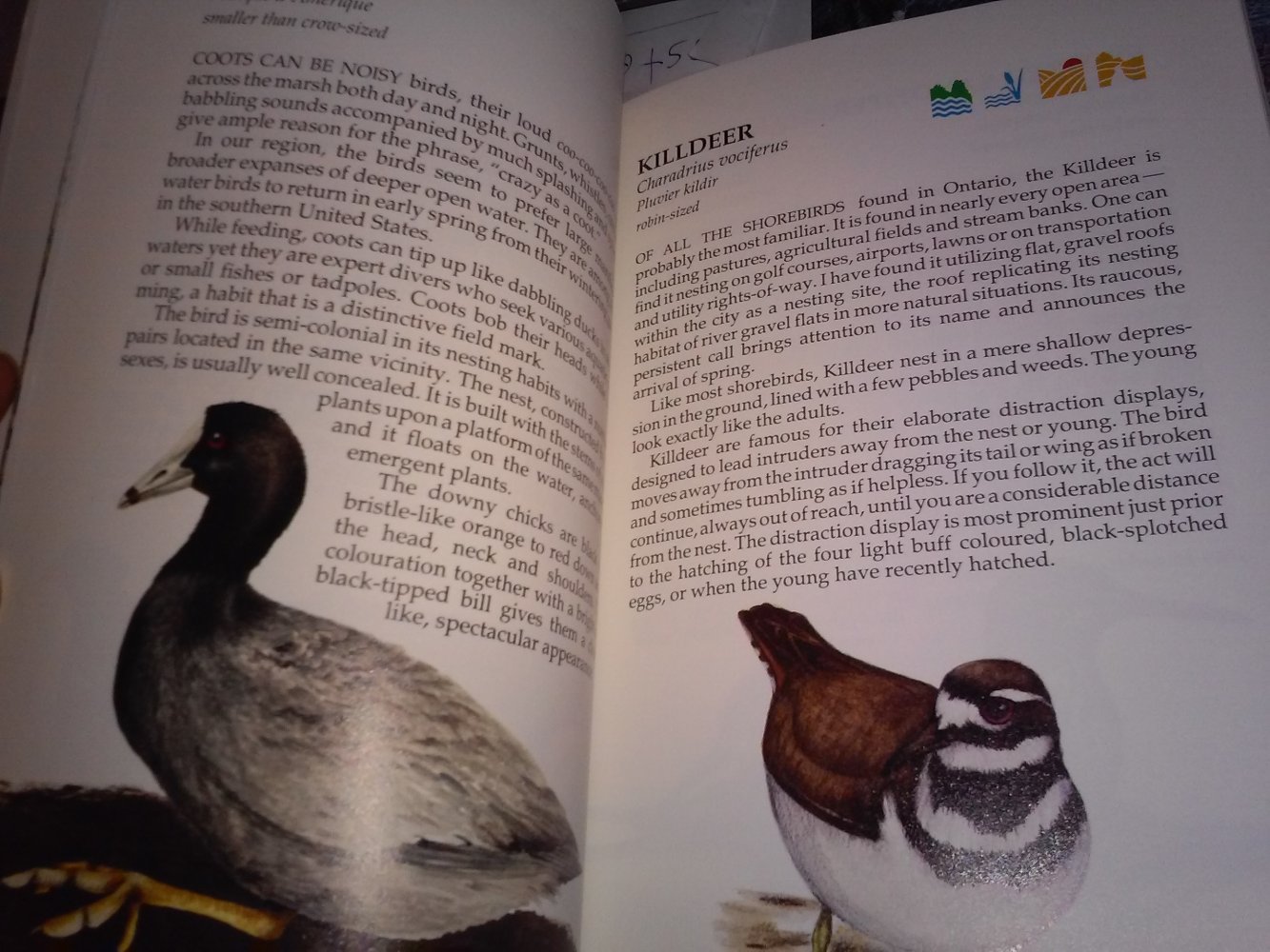 Gerald McKeating: Birds of Toronto and vicinity 