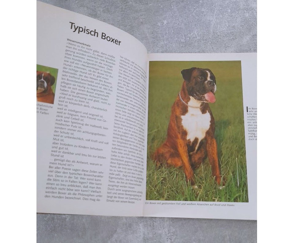 Boxer Hunderasse Haltung und Pflege