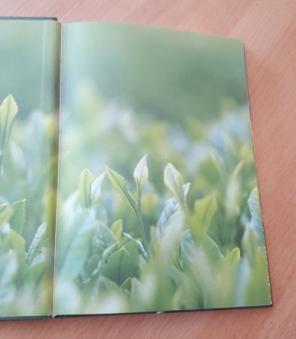 Grüner Tee Heilkräuter Zubereiten Kochbuch Kräuter Teesorten Heilkraft Abnehmen Kur Trinken 