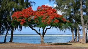 Flamboyant