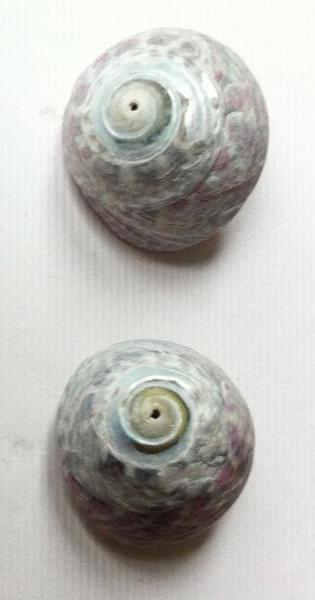 Ohrringe aus echten kleinen Muscheln diy